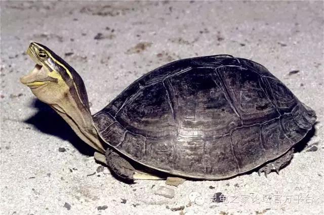 安布闭壳龟繁殖技术,安布闭壳龟要办证吗