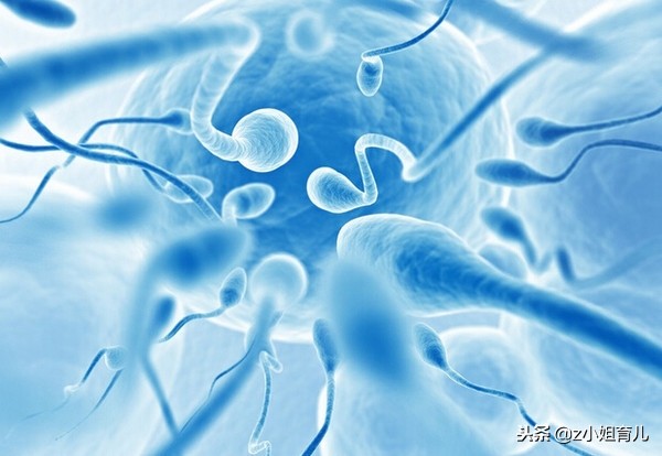 男性备孕期间喝可乐，会对怀孕有影响吗