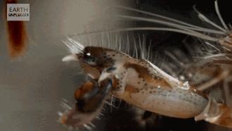 承受500度高温的虾,可以忍受几百度高温的虾