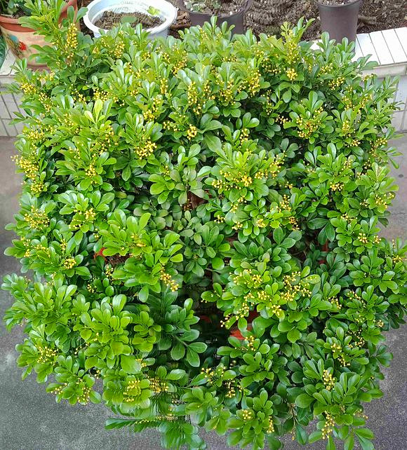 米兰花夏天怎么养护枝繁叶茂,米兰花秋冬季养护关注事项