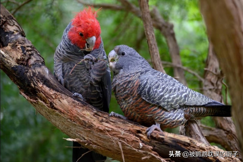 国内养这5种鹦鹉的人，不是家里有矿就是富二代，一般人买不起！