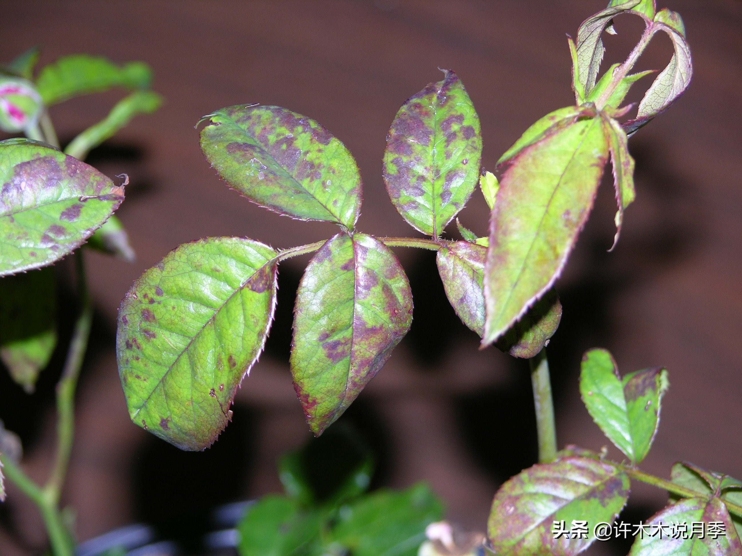 月季新手种植教程，购苗、修剪、施肥、浇水、喷药，手把手教你