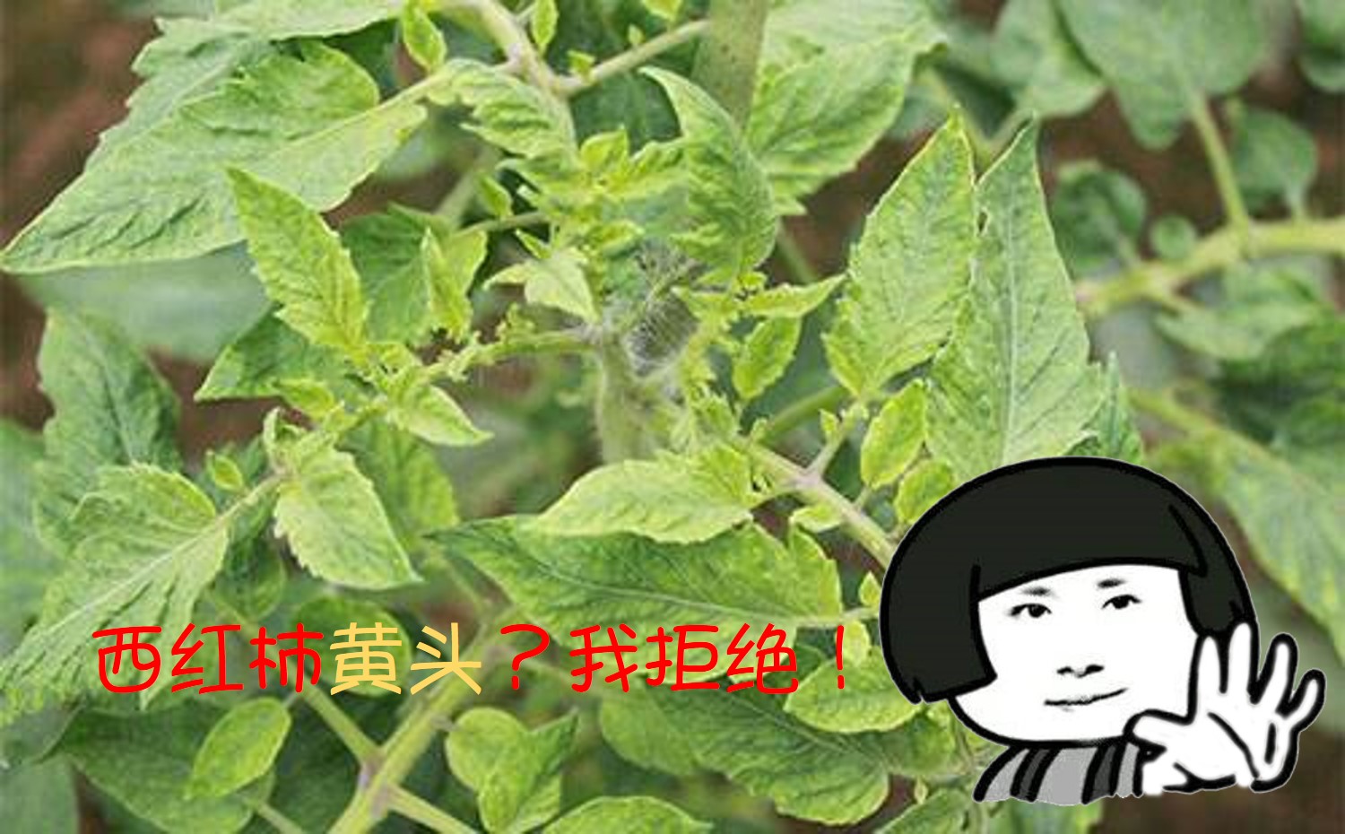 西红柿果实黄头的治疗方法,西红柿秧苗发黄如何挽救