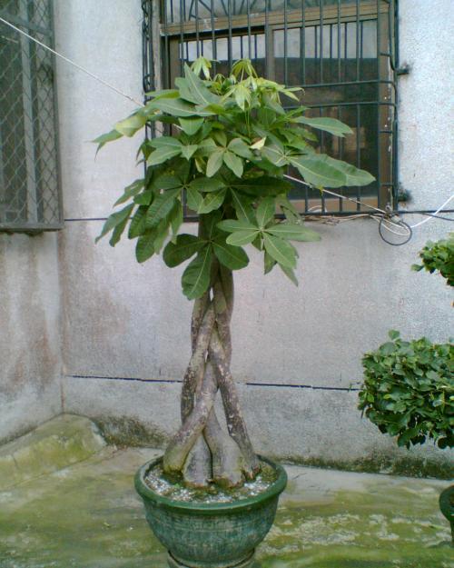 发财树枯萎了应该怎么救活,发财树干枯要不要扔掉