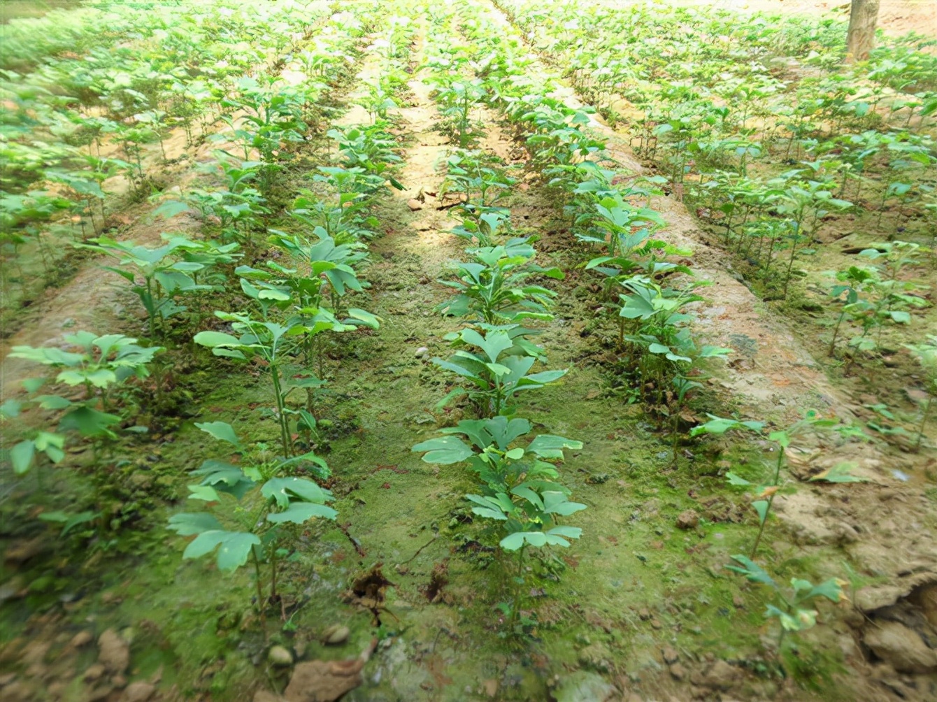 种植摇钱树致富经,荒山种植摇钱树