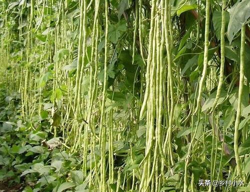 不用农药杀豆角钻心虫的方法,豆角钻心虫最佳治疗方法