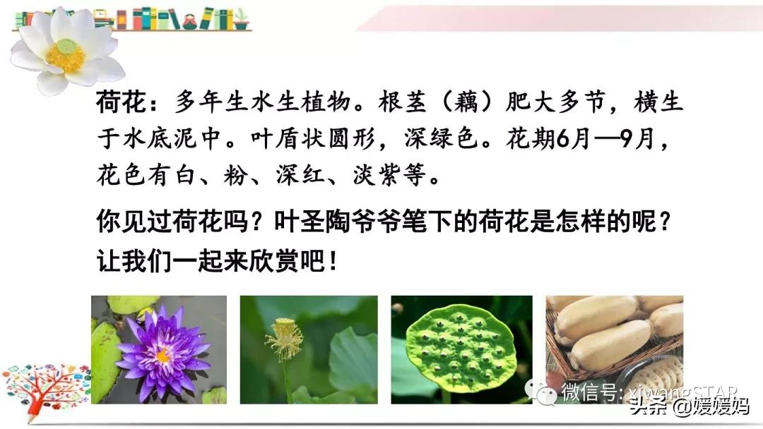 三年级下册荷花ppt课件部编版,三年级下册语文第三课荷花小练笔