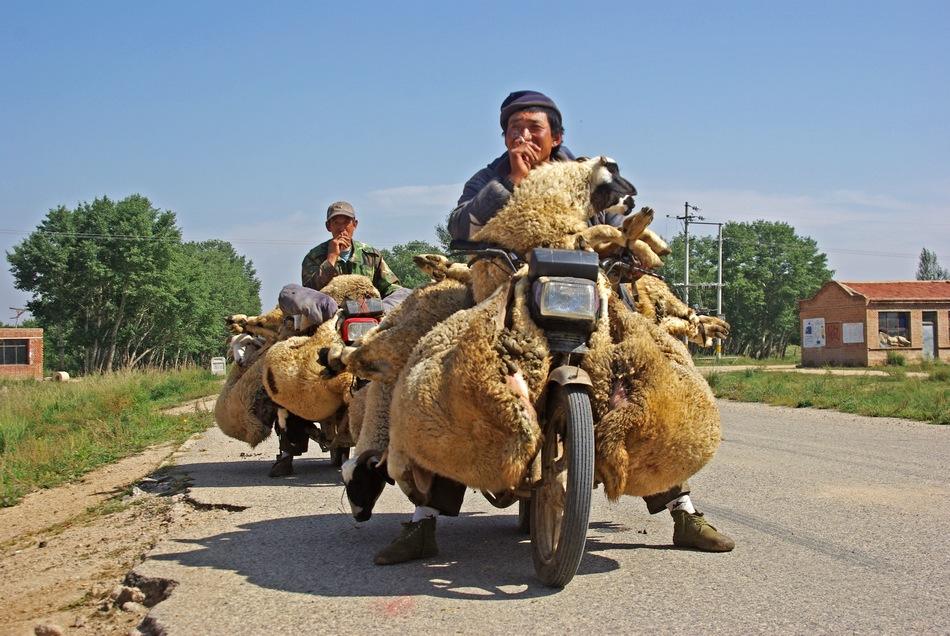 羊皮为什么不值钱,羊皮价格为何低到没人要