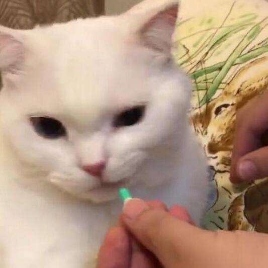 猫咪不吃药吃的药都吐出来怎么办,猫生病给猫喂很多药要关注什么