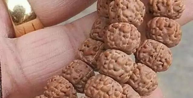 小金刚怎么选品种,如何挑选精品小金刚