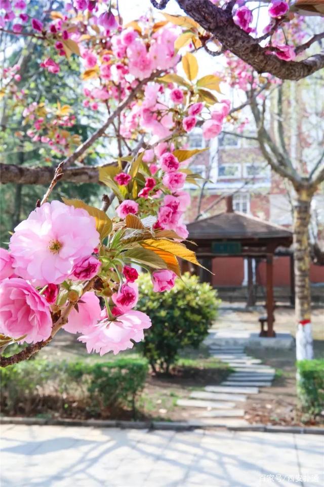 西安翻译学院优秀学生,西安翻译学院学生有多少人