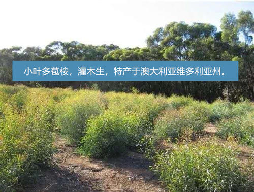 草鱼得了烂鳃病怎么治,草鱼烂鳃病用什么药治疗