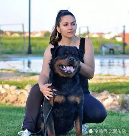 每日罗威纳,每日一狗阿拉斯加犬视频