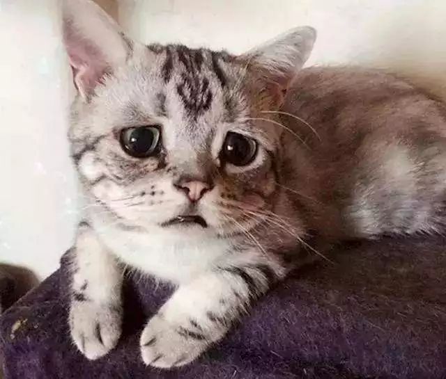 如何区分猫咪有鼻涕和泪痕,蓝白猫咪有泪痕怎么回事