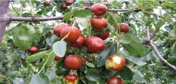 各种水果吃法时间表,7种水果要经常给孩子吃