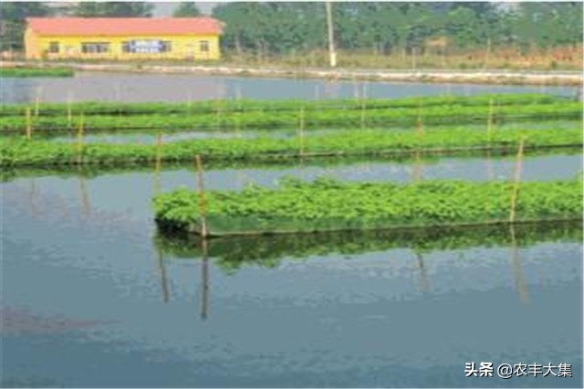 鱼塘里种空心菜可以净化水质吗,鱼塘种植空心菜