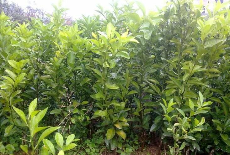 英英李子苗,砂糖橘金橘的病虫害用什么药