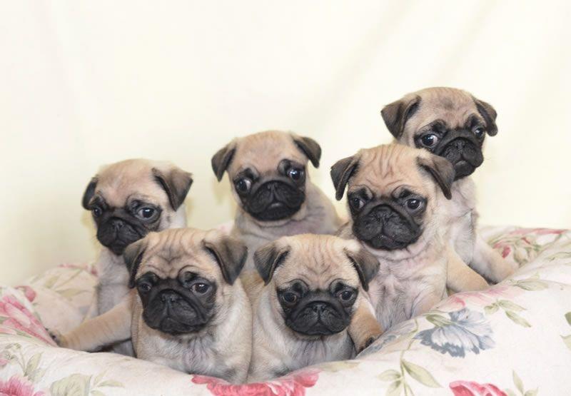 想要养狗,十大不建议穷人养的狗小鹿犬