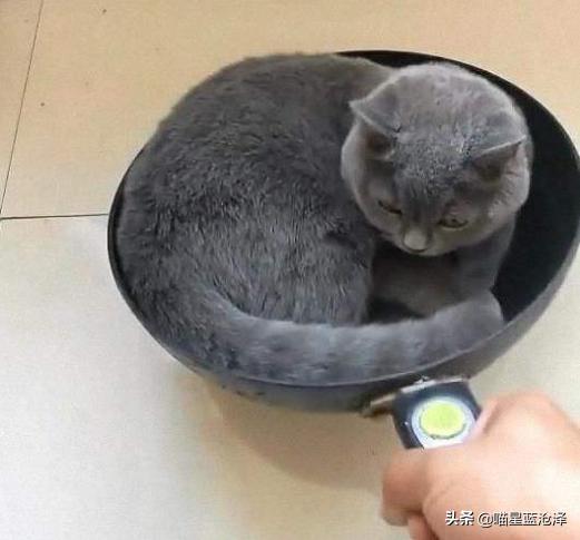 长毛英短蓝猫是什么品种,长毛英短蓝猫