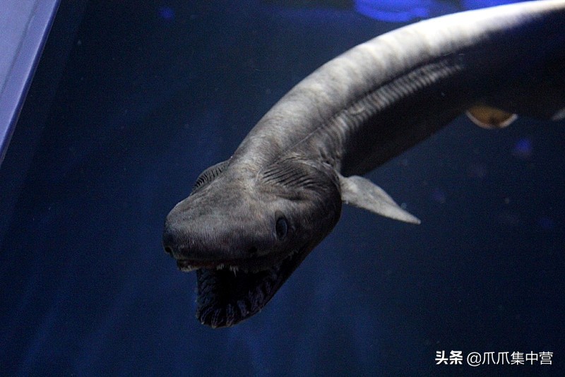 人工养殖鲨鱼死了怎么办,人工饲养虎鲸为啥短命