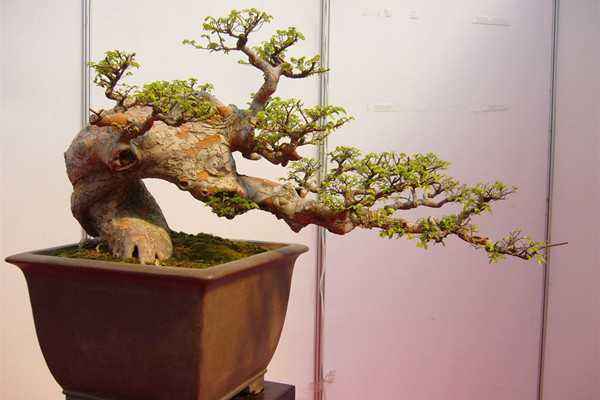 果树盆景种,果树花盆景