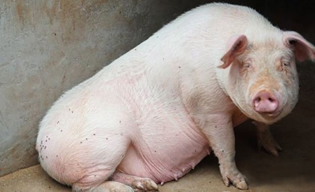 母猪产后食欲低浑身发抖,母猪产后食欲降落用什么药