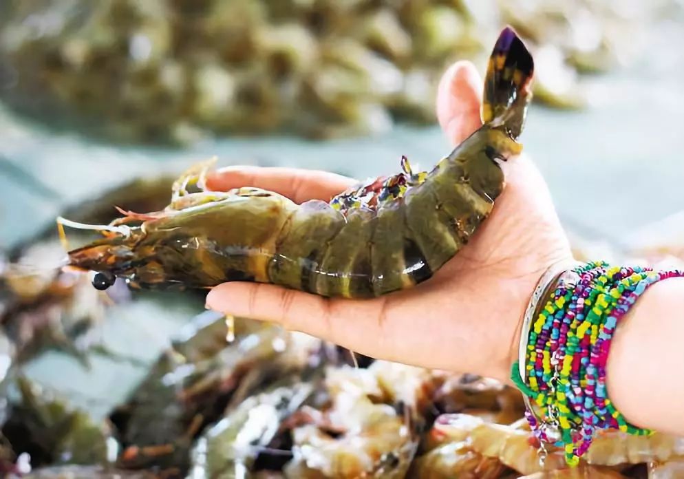 沙巴旅游攻略大全免费观看,2月份沙巴旅游攻略图片