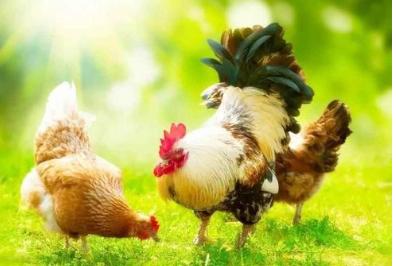 鸡嗓子里有痰呼噜呼噜的吃什么药,鸡张口呼吸呼噜声