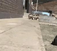 “你太低估了我的脚气，不知道还有没有救？”年轻总要付出代价