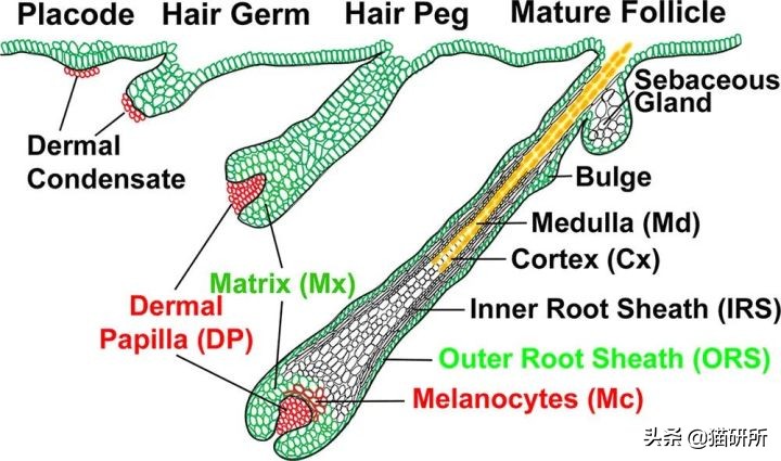 天天吸猫猫毛会被吸进身体里吗,肺里能吸进猫毛么