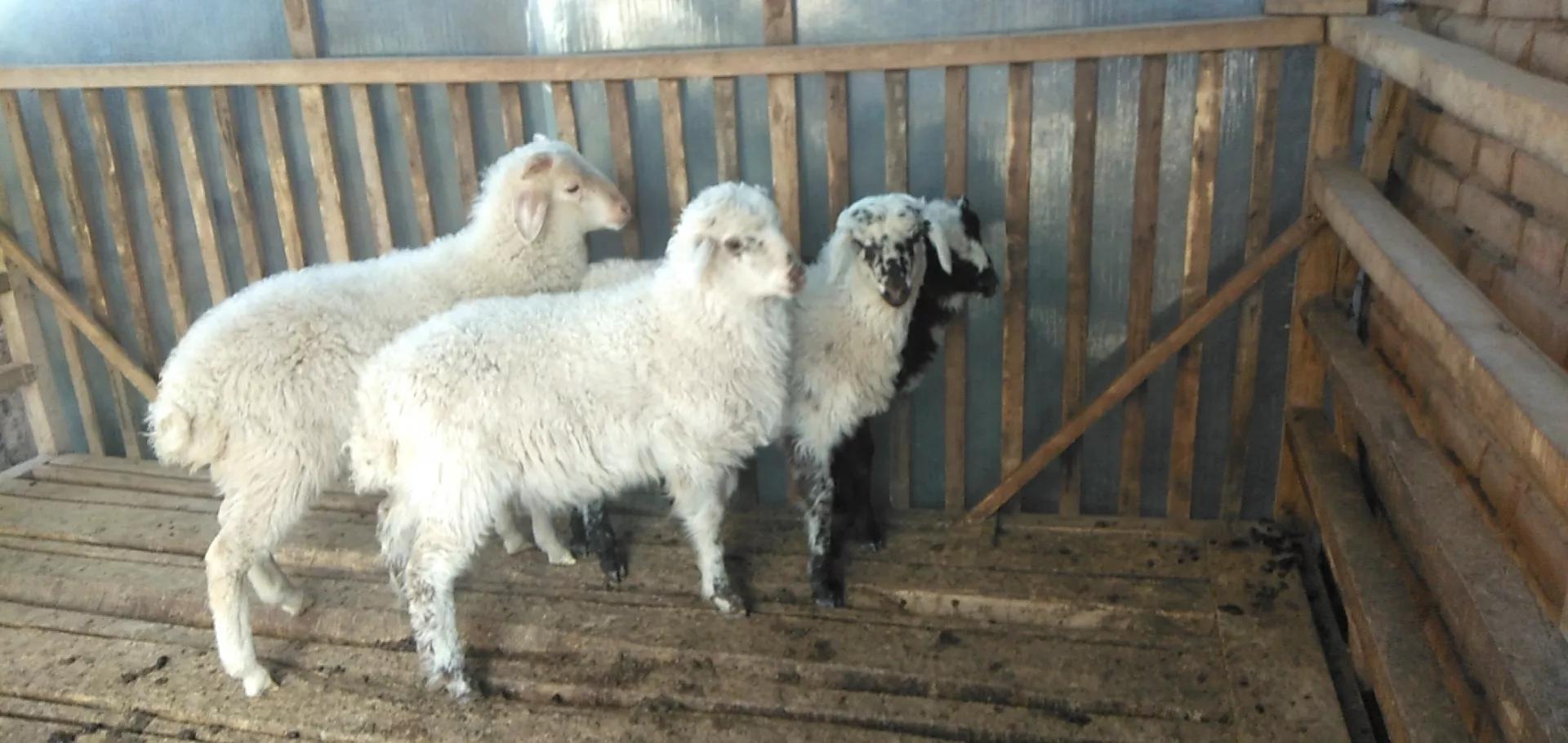 养羊的利润与成本真实列表,养羊的利润一般在多少