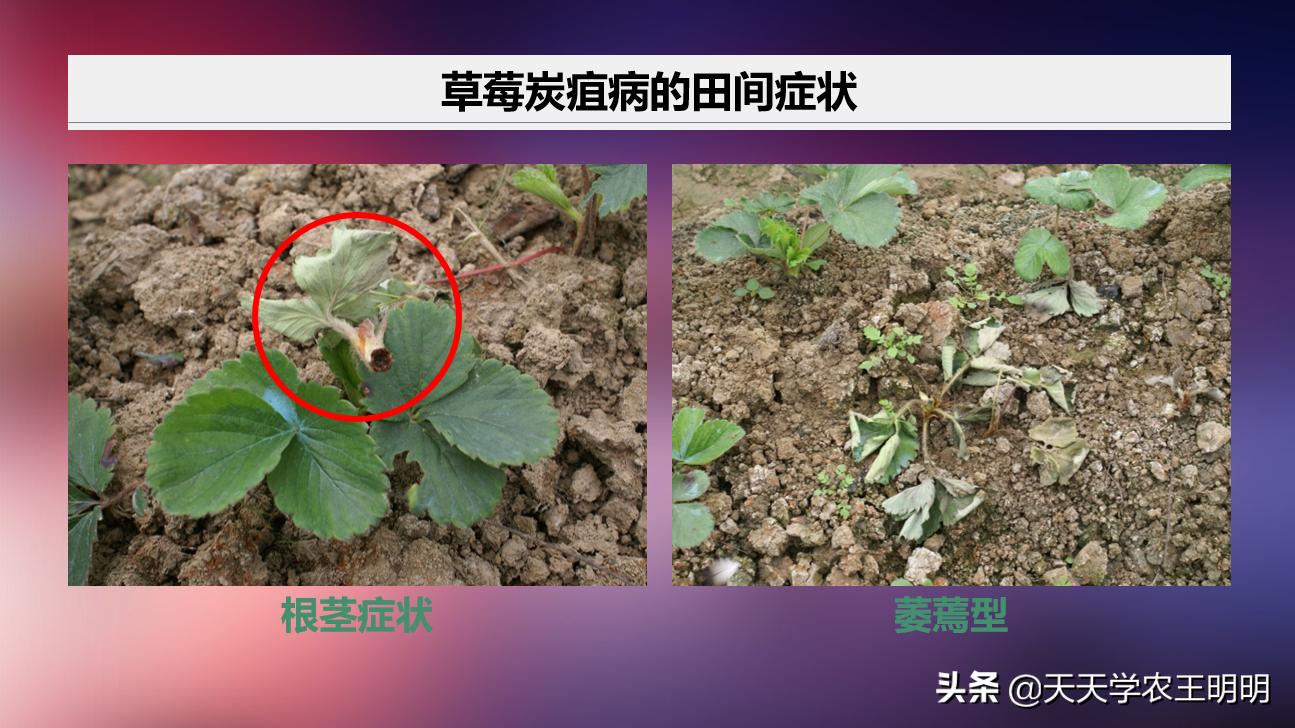 草莓小苗移栽大棚发炭疽病怎么办,草莓炭疽病初期苗还可以治好吗