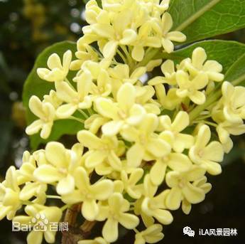 木犀榄枝干黑,木犀亚科介绍