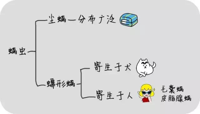 脸上有螨虫的10个征兆,脸上有螨虫的人要关注了