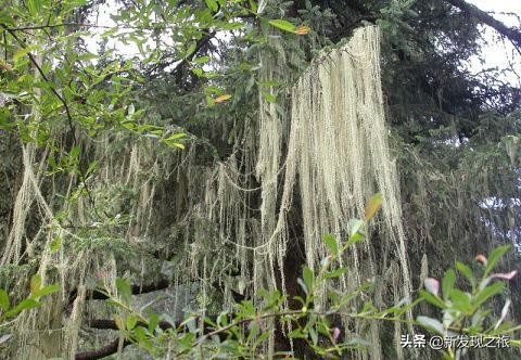 西藏松萝介绍,西藏松萝有什么药用