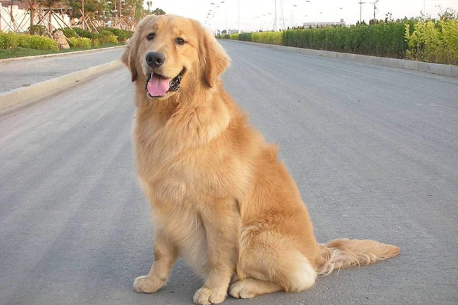 金毛眼睛上有血丝怎么办,金毛眼睛有泪痕怎么回事