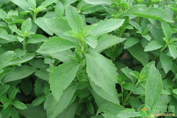 甜叶菊苗期都有哪些病害,甜叶菊病害治疗方法