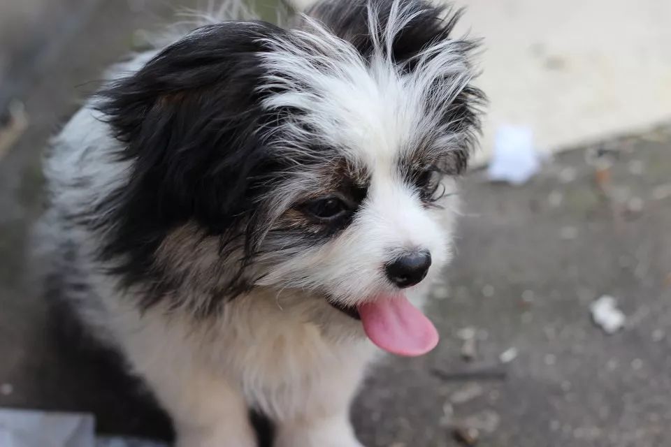 狗狗跑丢怎样找,狗狗走丢找回视频