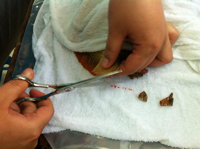 金龙鱼鱼尾受伤，龙须折断，主人为它做整形手术