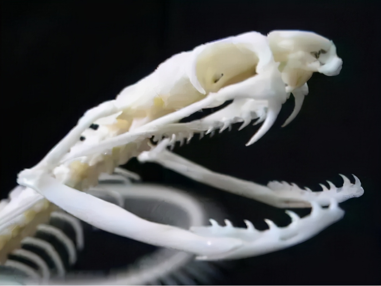 大连蛇岛20000条毒蛇吃什么,中国大连蛇岛蛇是怎么形成的