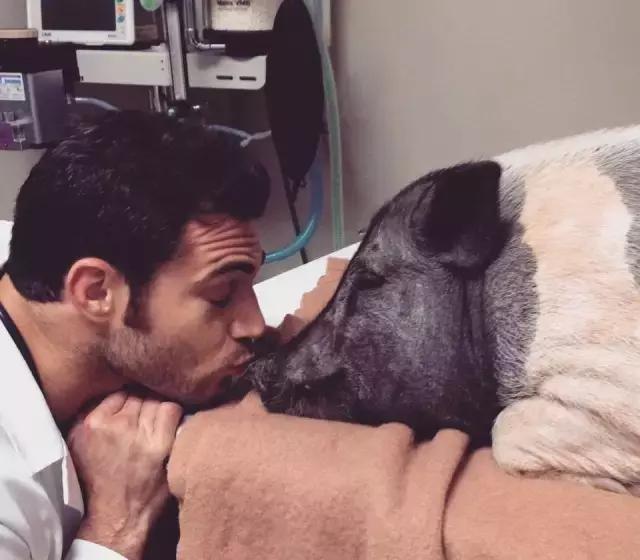 目前猪场普遍采用人工授精技术,养猪场人工授精关键技术