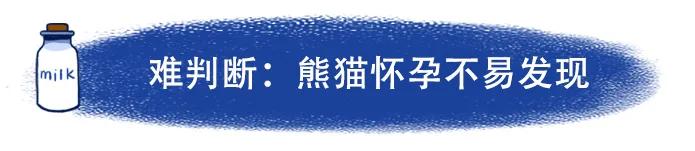大熊猫野外返归熊猫有多少只,国宝大熊猫疫情影响
