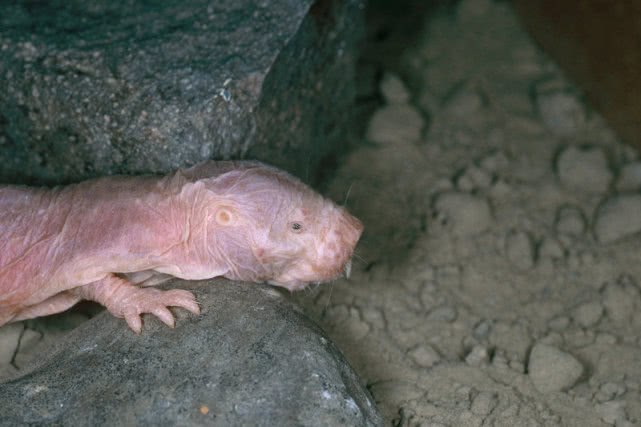 鼠届异形裸鼹鼠6大“特异功能”，做梦都想拥有，不得癌症不衰老