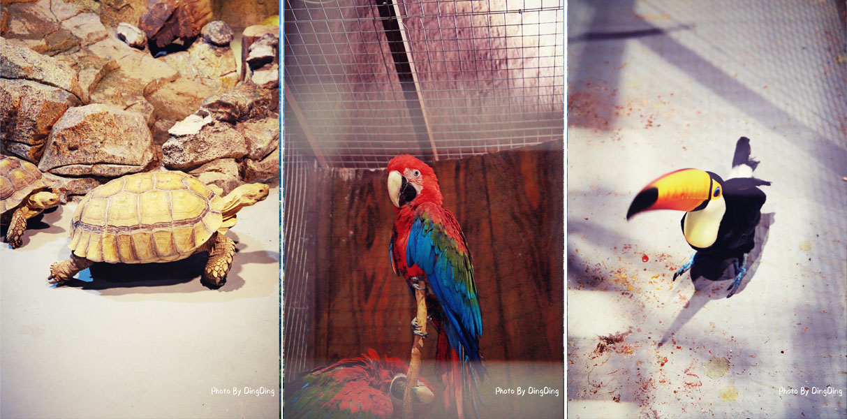 迪士尼能走多远,迪士尼乐园有多远