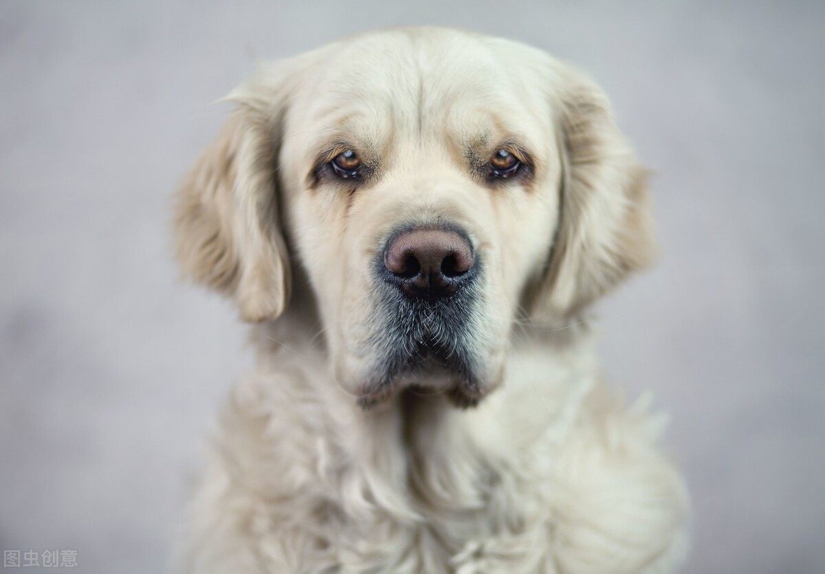 你知道如何给狗狗挤肛门腺吗？不挤的坏处又有哪些？