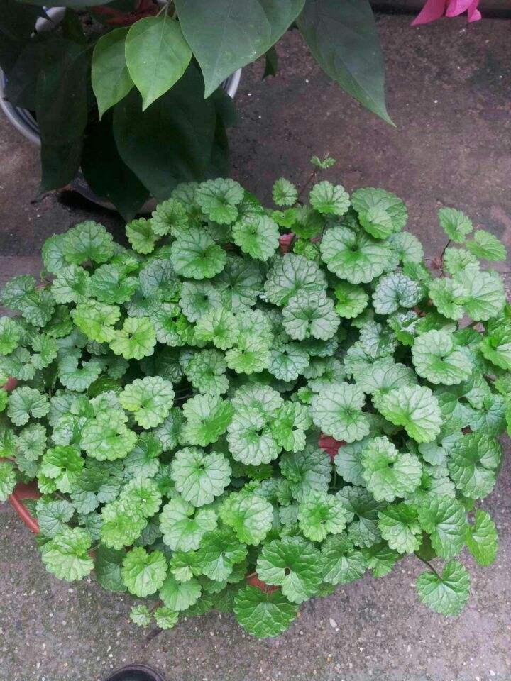 活血丹用什么土栽培,活血丹怎么种植