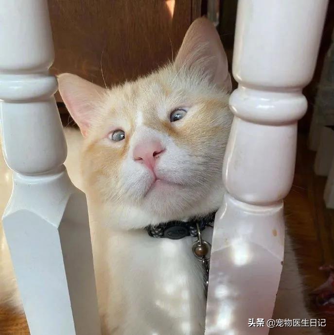 盘点那些呆萌又可爱的猫咪,盘点那些很可爱又呆萌的猫咪