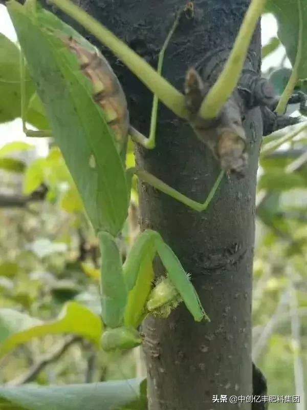 吃果树的害虫甲虫,农业害虫昆虫