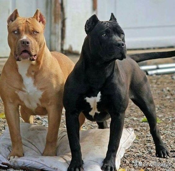 如果把比特犬训练成护卫犬，入侵盗贼还能活着离开吗