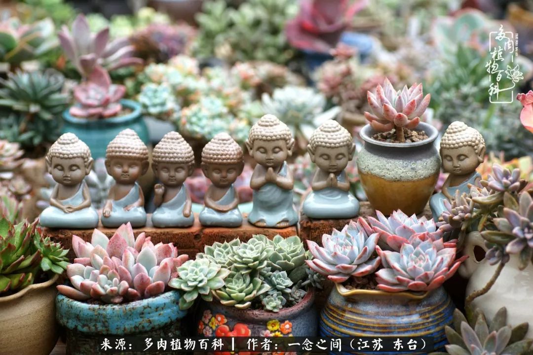 对多肉植物的爱心寄语,赏兰花感言